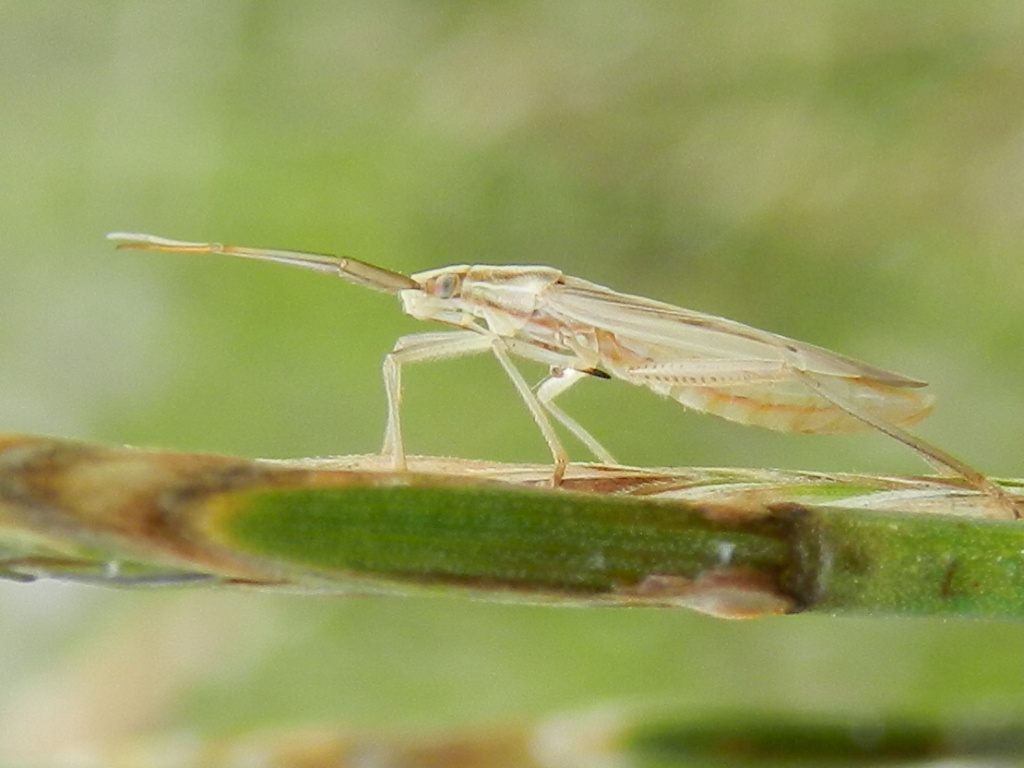 Miridae